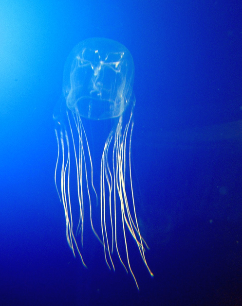 twice guam box jellyfish close ypao beach park twice this week guam twice guam box jellyfish close ypao beach park twice this week guam