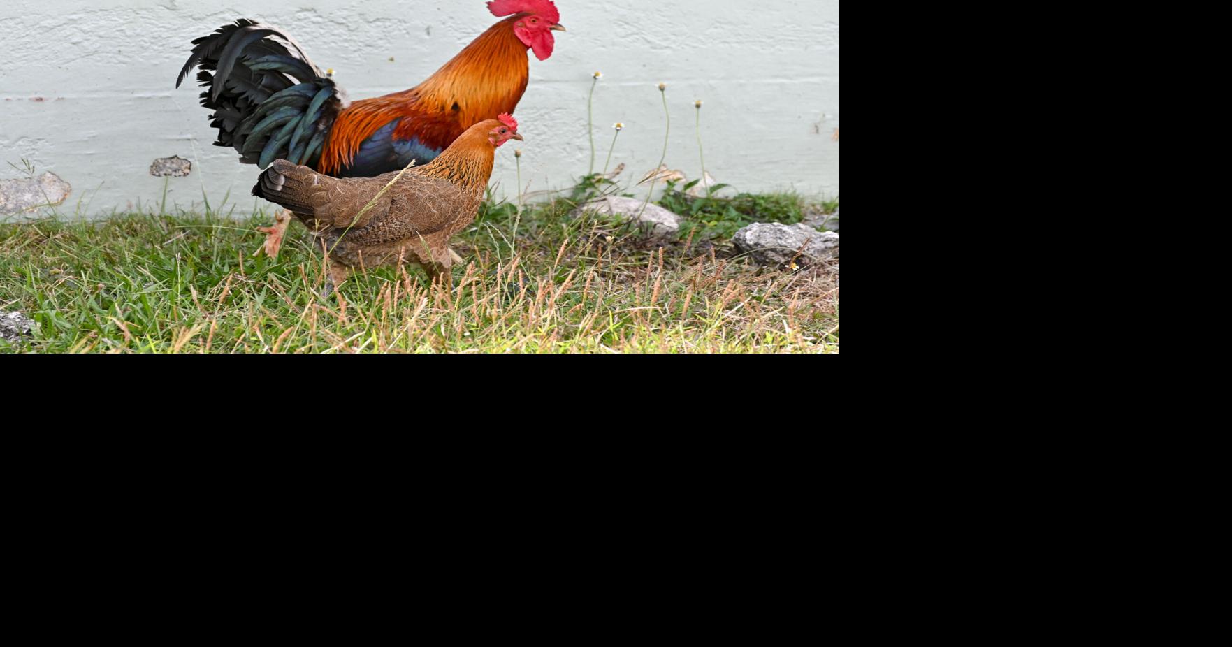 Feral chickens a nuisance for some mayors | Guam News | postguam.com