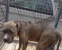 man charged with felony animal cruelty