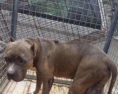 man charged with felony animal cruelty