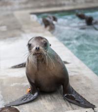 La Jolla seal advocates win at hearing