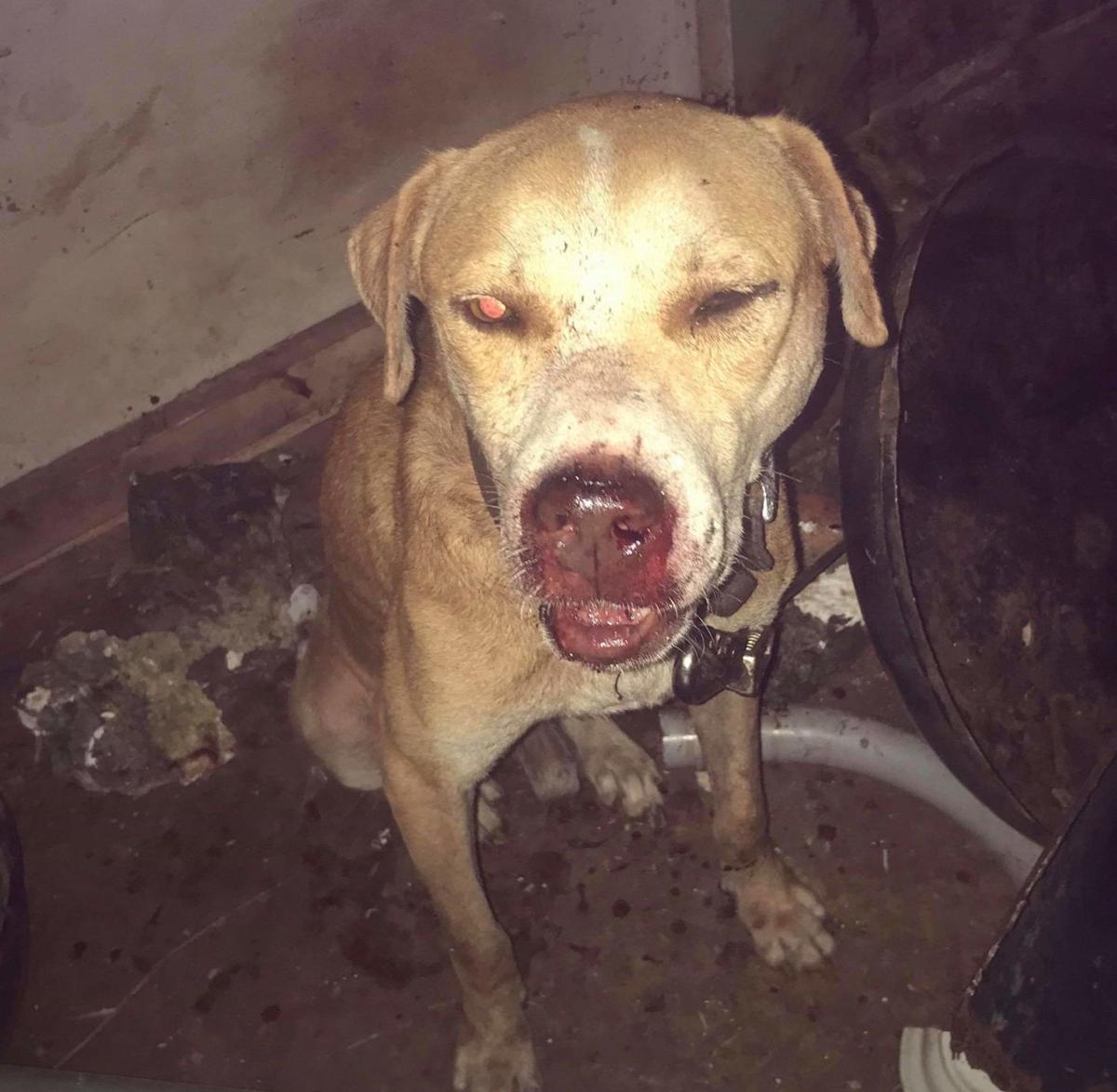 seeks answers after culprits attack pet