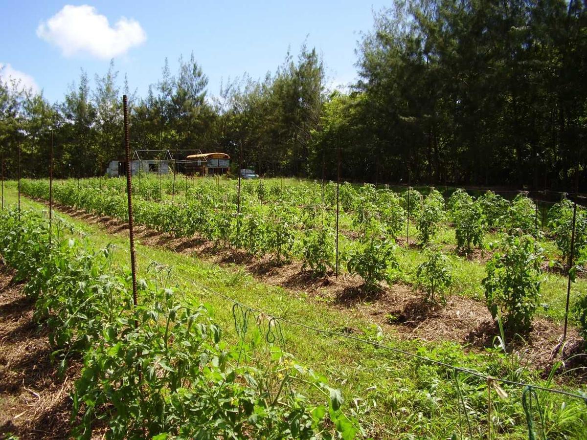 Guam has 'bright prospects' for agricultural sustainability Guam News