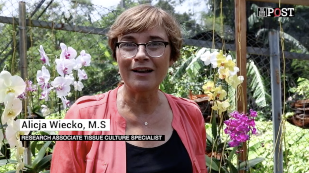 Building An Oasis For Orchids Guam News Postguam Com