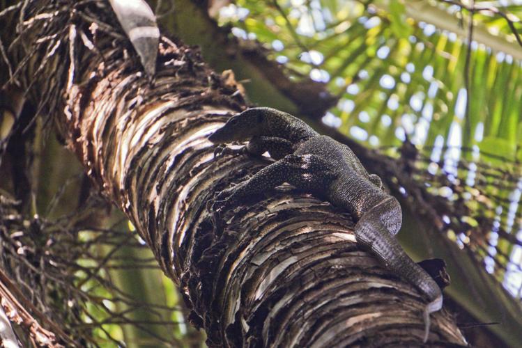 Getting to know the ga'ga's of Guam