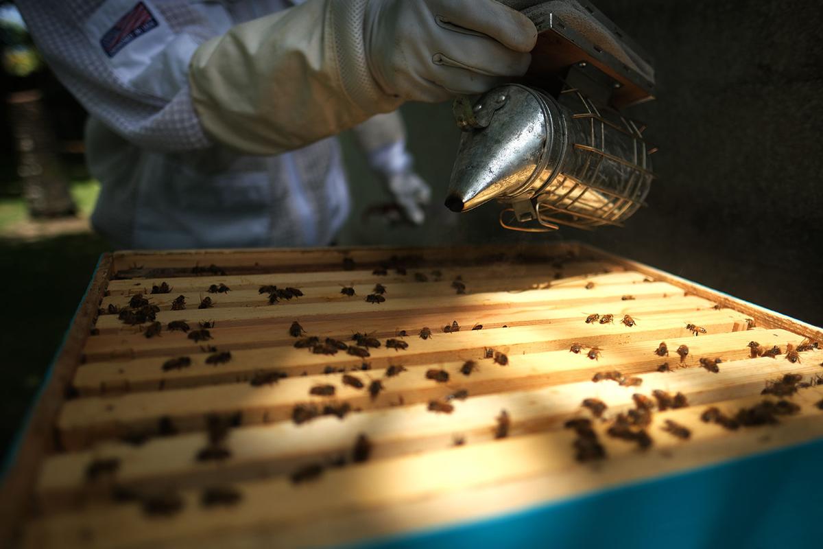 Guam’s sweetest secret locally grown Hafa Adai Honey Maila Ta Fan Boka