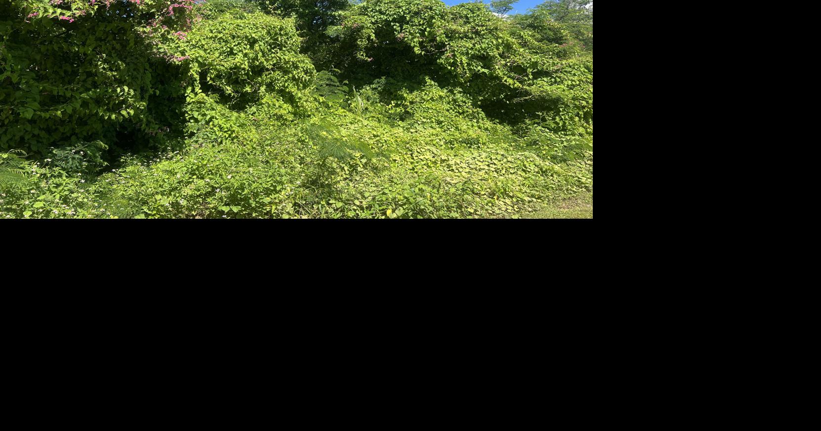 You can’t stop love - but what about the chain-of-love?