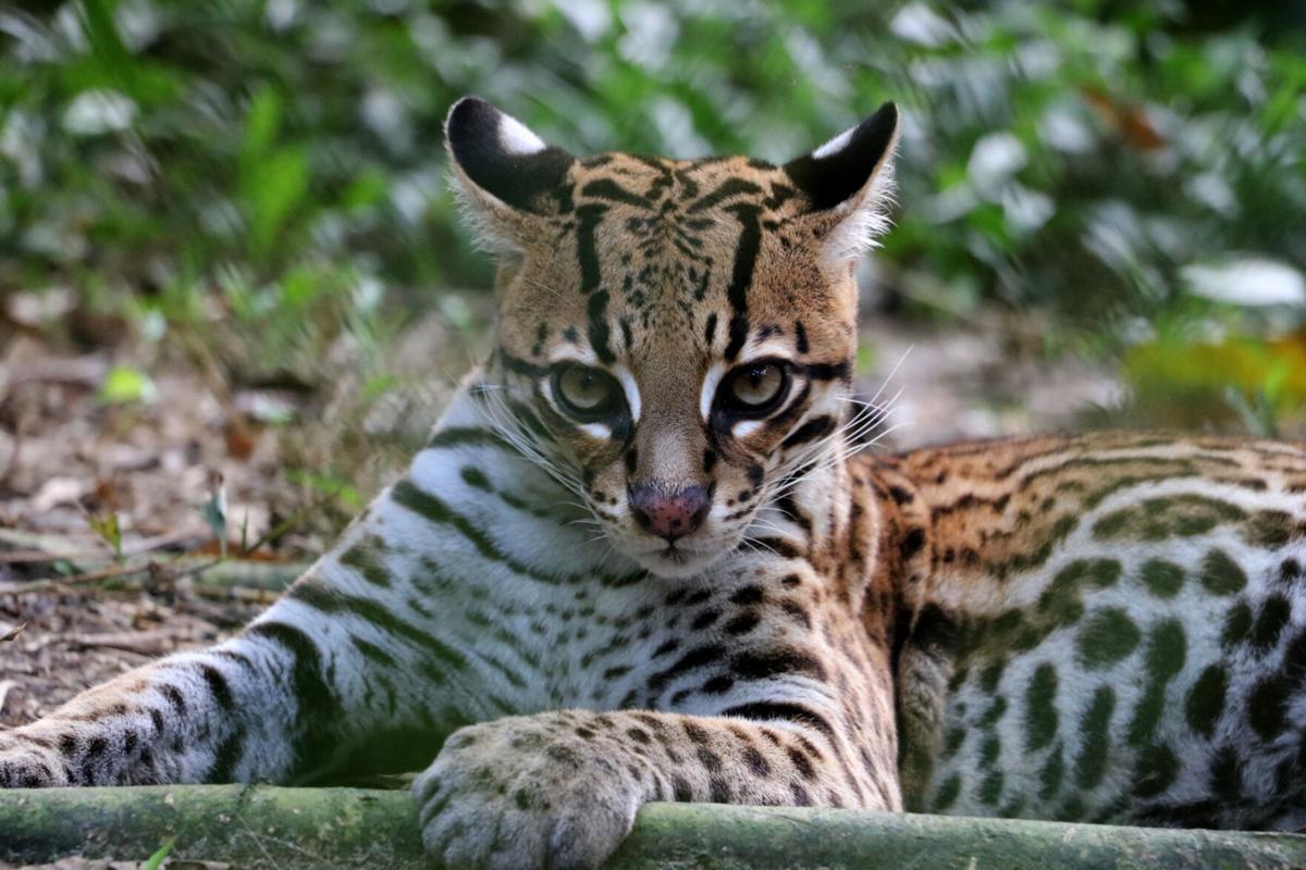 Pining for wildlife? Build your own menagerie with a symbolic adoption