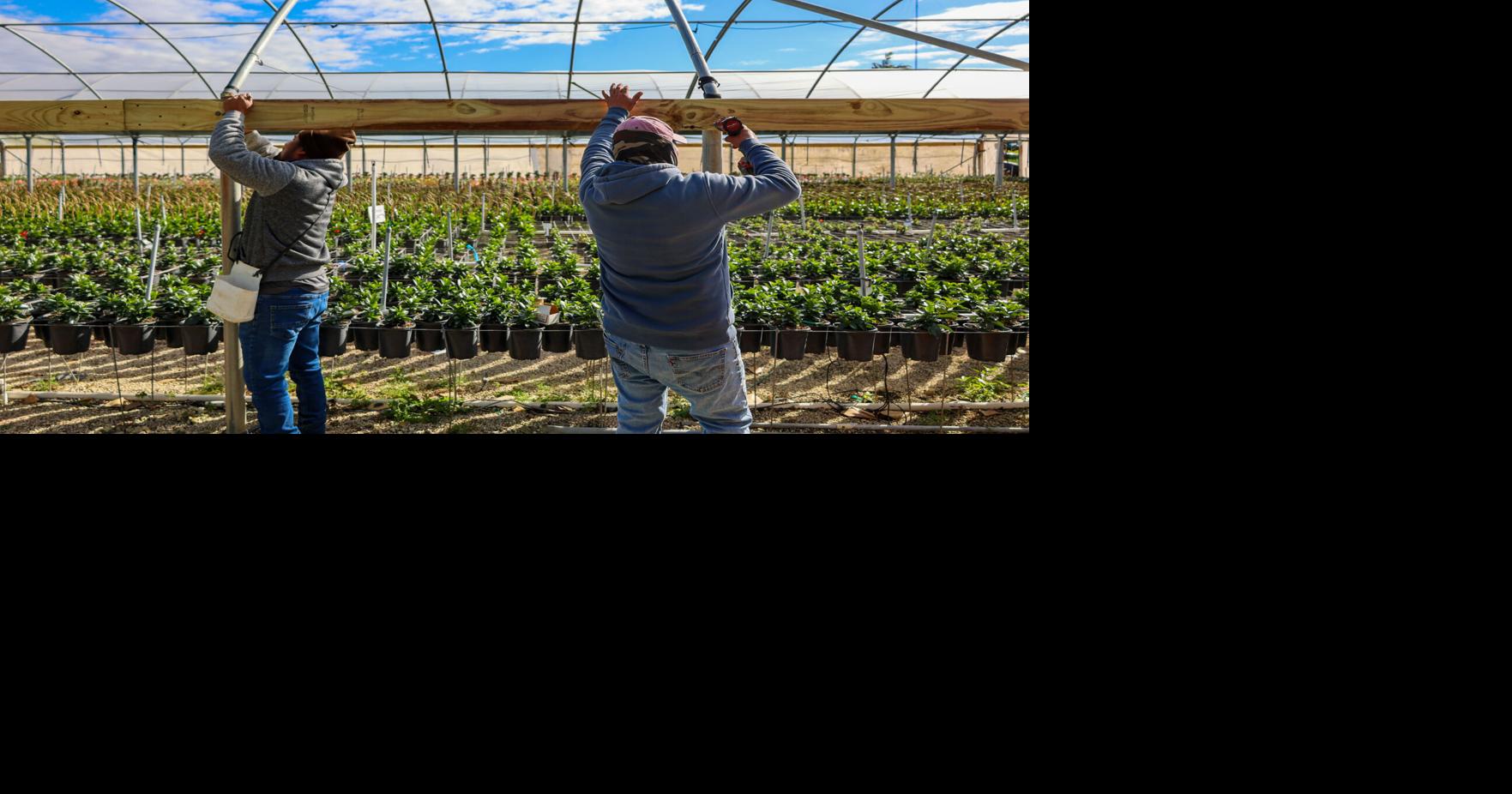 Florida cold snap damages citrus crop