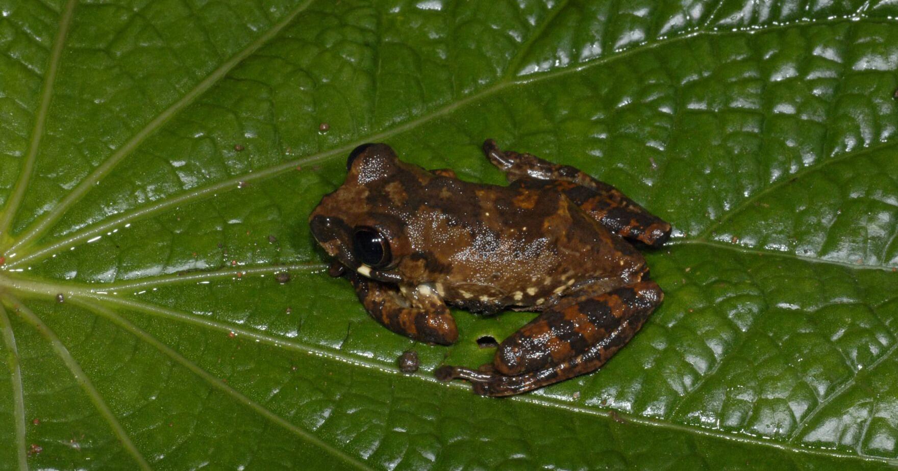 A killer fungus has spread in Africa, driving more amphibians to extinction