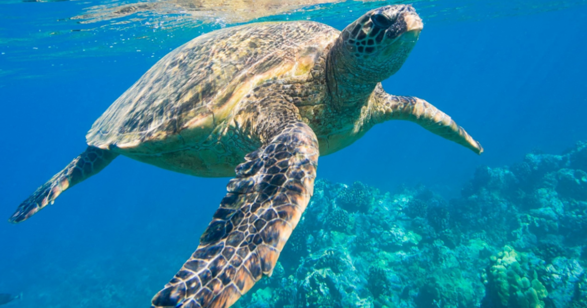 Amending turtle protection laws proposed to permit cultural use
