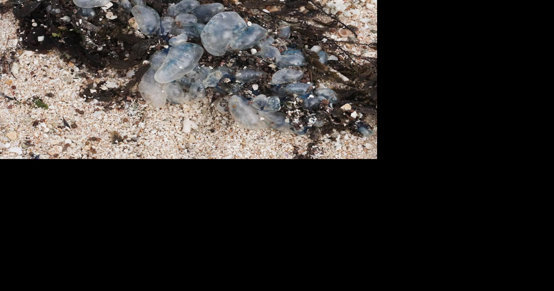 Fisheries Be on the lookout for box jellyfish Guam News