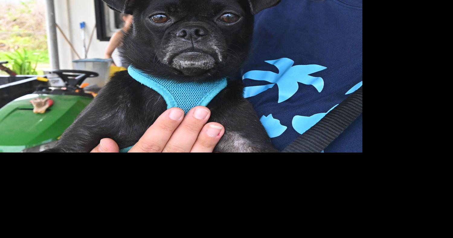 GAIN organizes food drive to assist Guam pet owners Guam News