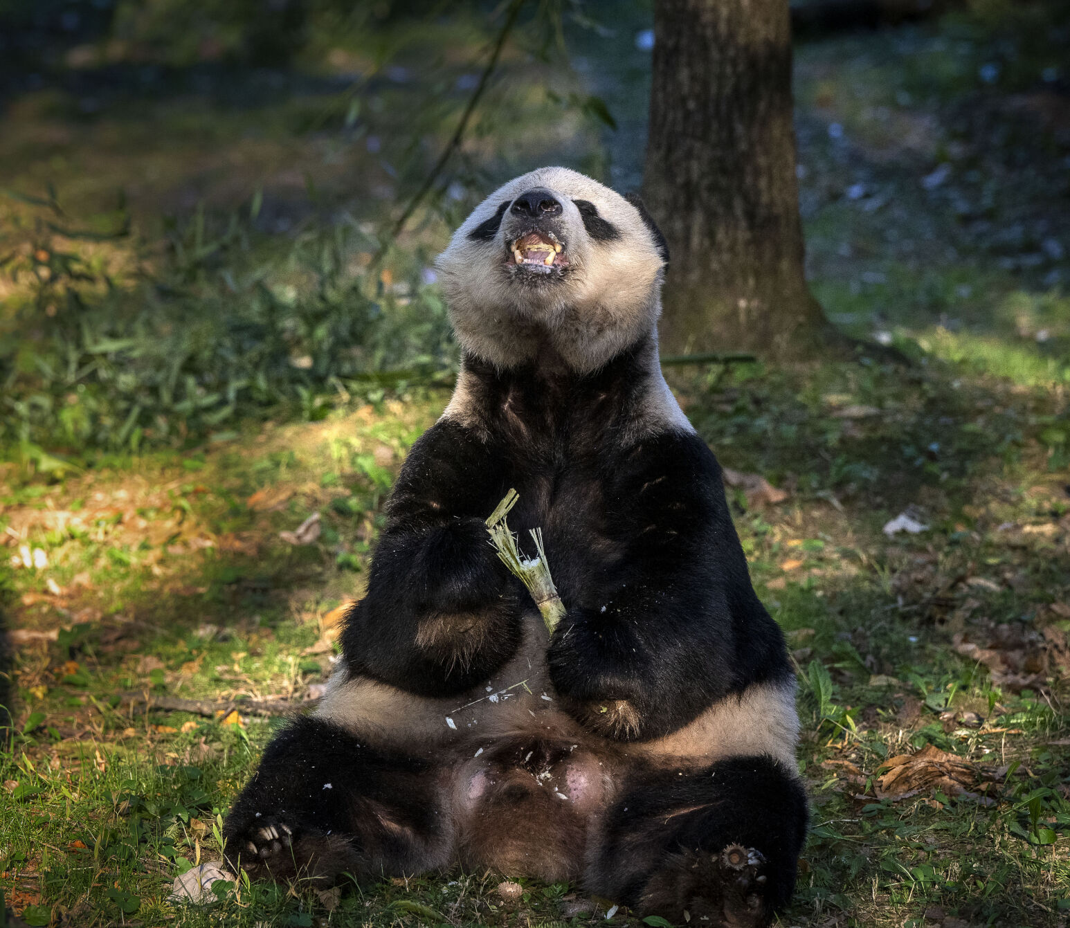 Caretakers get giant pandas ready to leave for new home in China