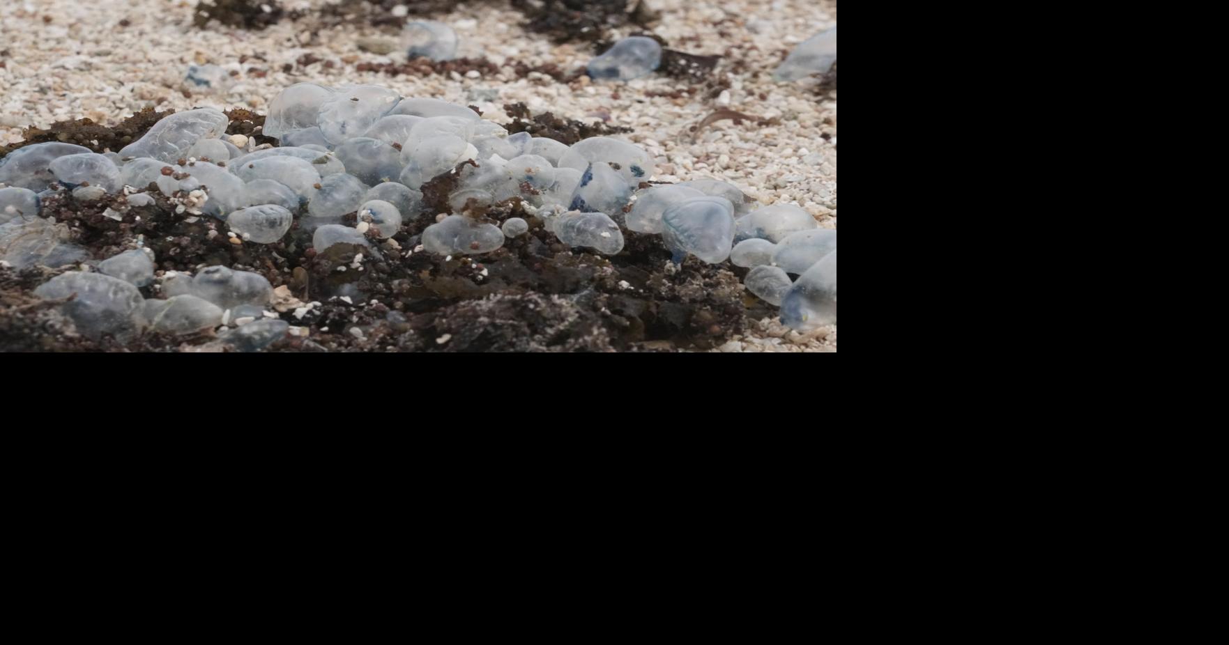 Box jellyfish expected in Guam waters, on shore Guam News