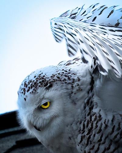 The rare snowy owl won't stay forever, but this California town is captivated PIC 4
