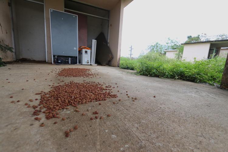 Agriculture starts removing stray dogs from Tiyan Guam News