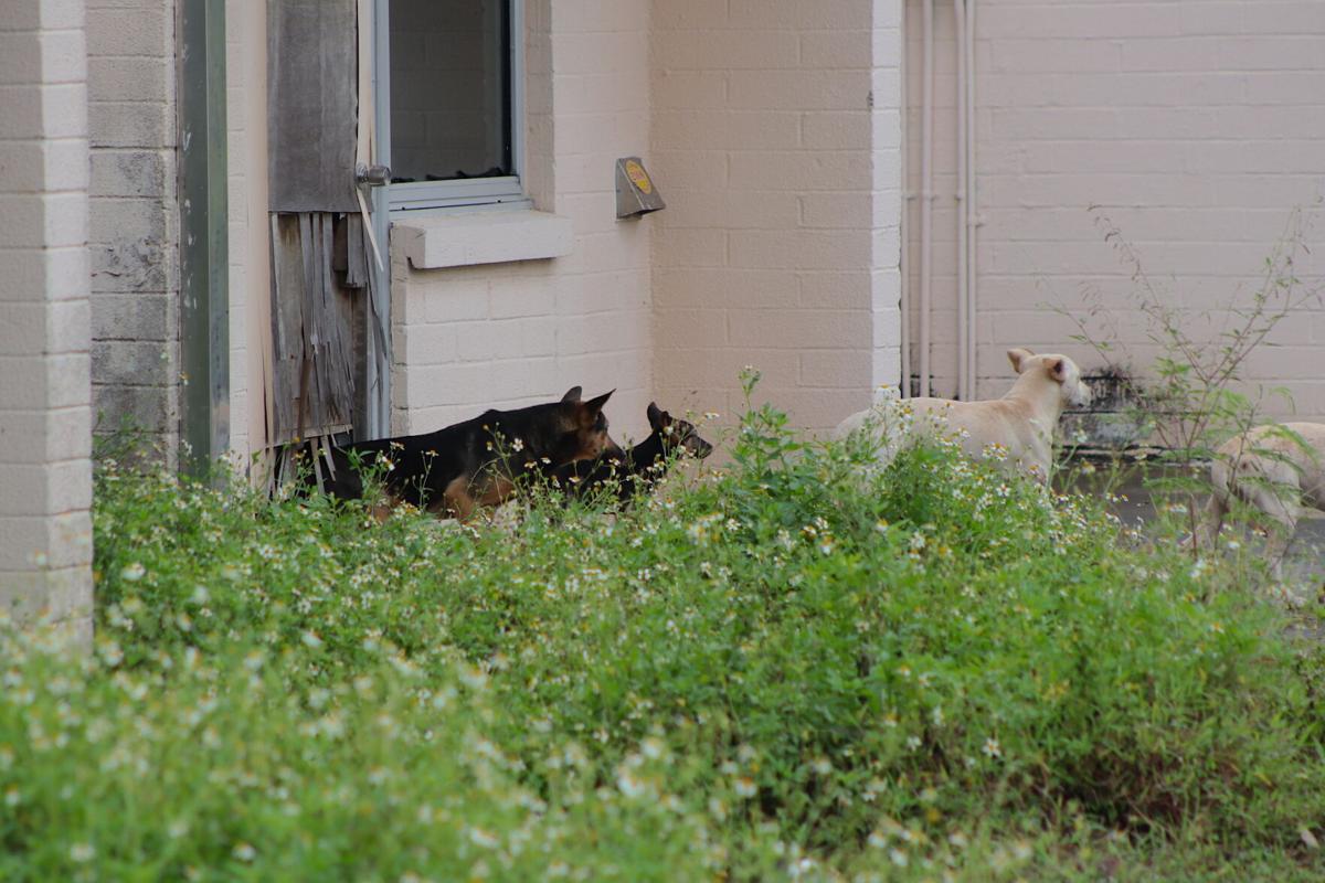 Agriculture starts removing stray dogs from Tiyan Guam News