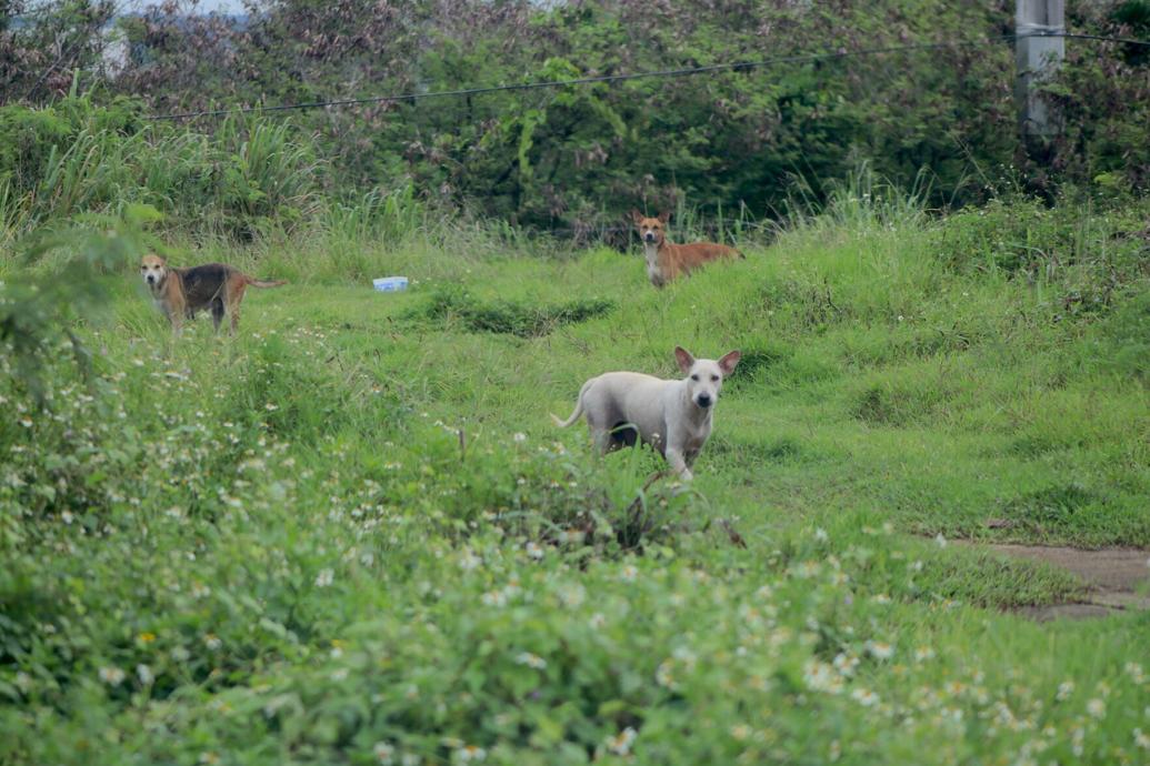Agriculture starts removing stray dogs from Tiyan Guam News