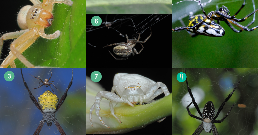 A web of misconceptions: Unraveling myths about Guam’s spiders