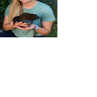 Ko'ko' comeback: Bird thought lost may be thriving here again