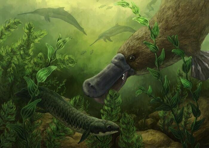 Fossils reveal platypuses swam with dolphins 25 million years ago ...