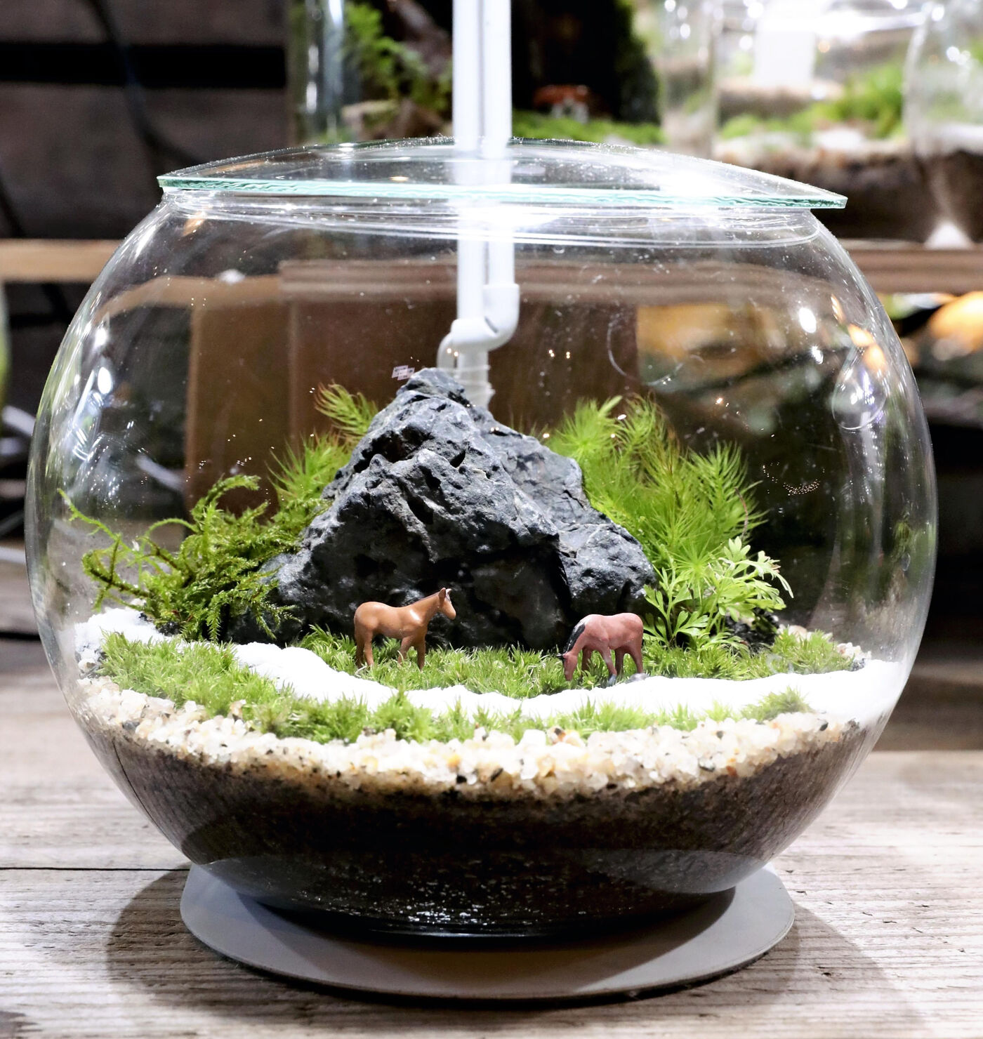Terrariums thrive as living art with lessons | Lifestyle