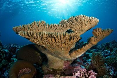 Marine sanctuary expansion alarms Pacific governors