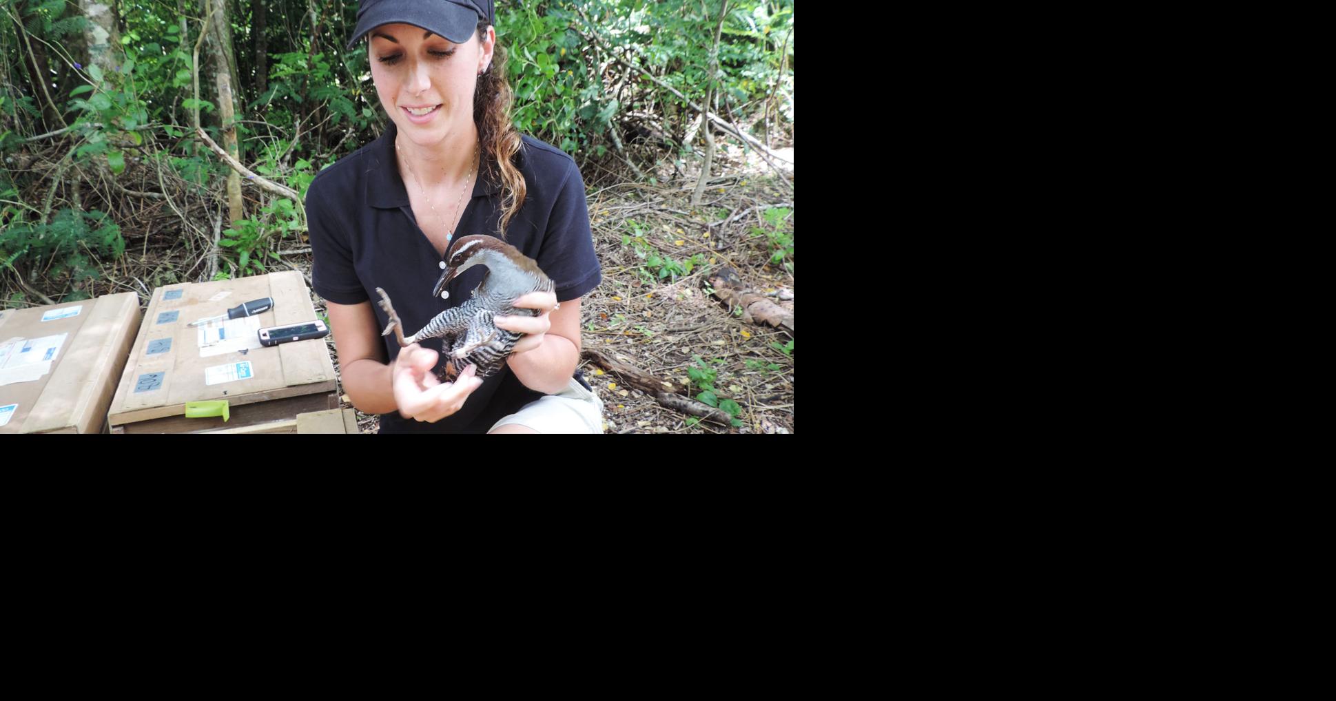 Smithsonian-bred ko'ko's released on Rota | Local News | postguam.com