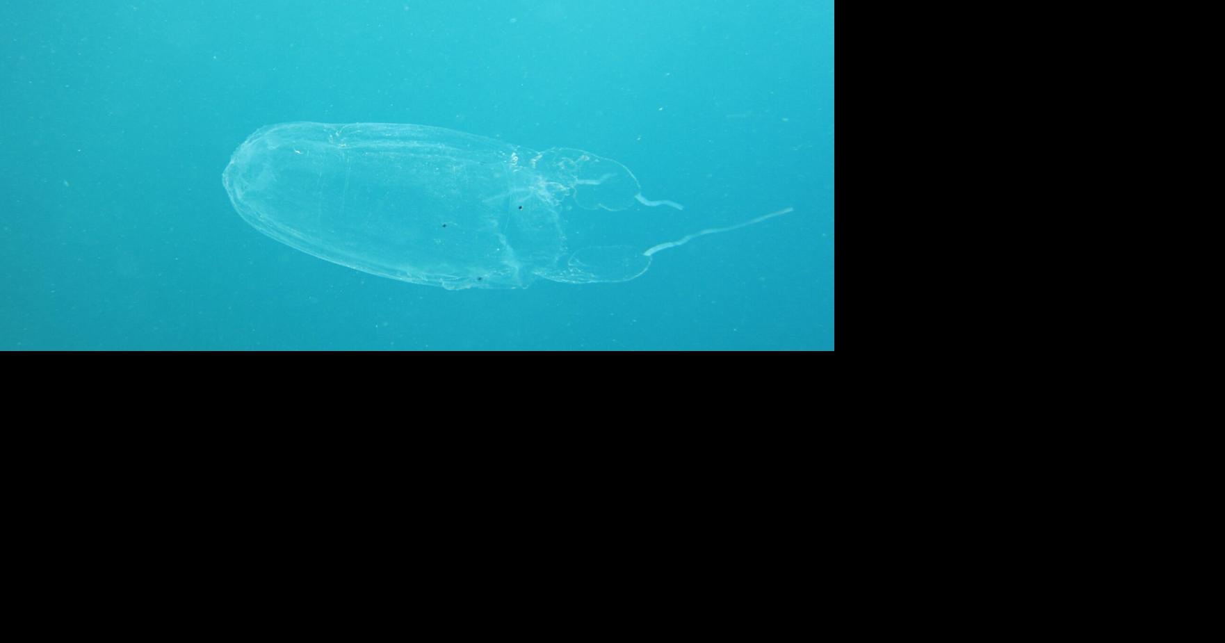 Box jellyfish warning issued