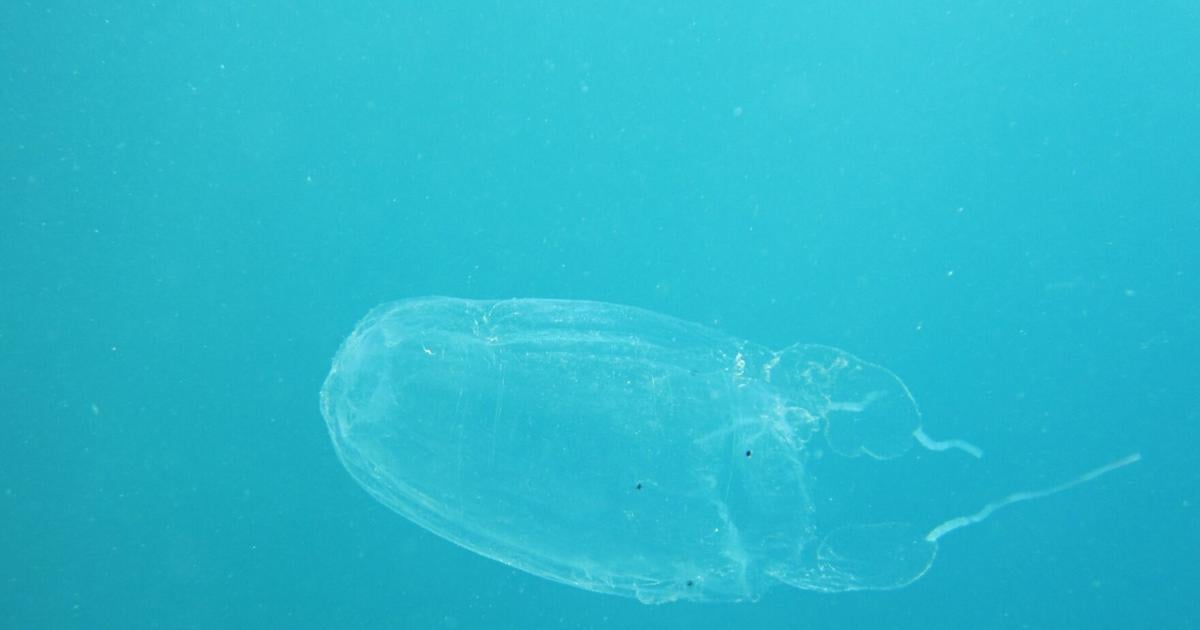 Box jellyfish warning issued