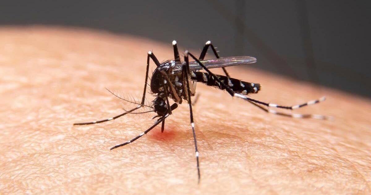 U.S. Advises Older Travelers to Avoid Chikungunya Vaccine