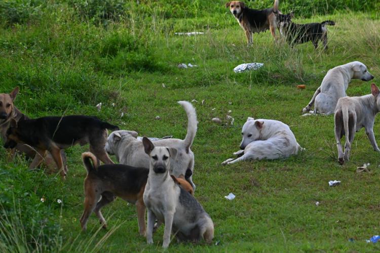 Pack of 50 stray dogs raises safety concerns | Guam News 