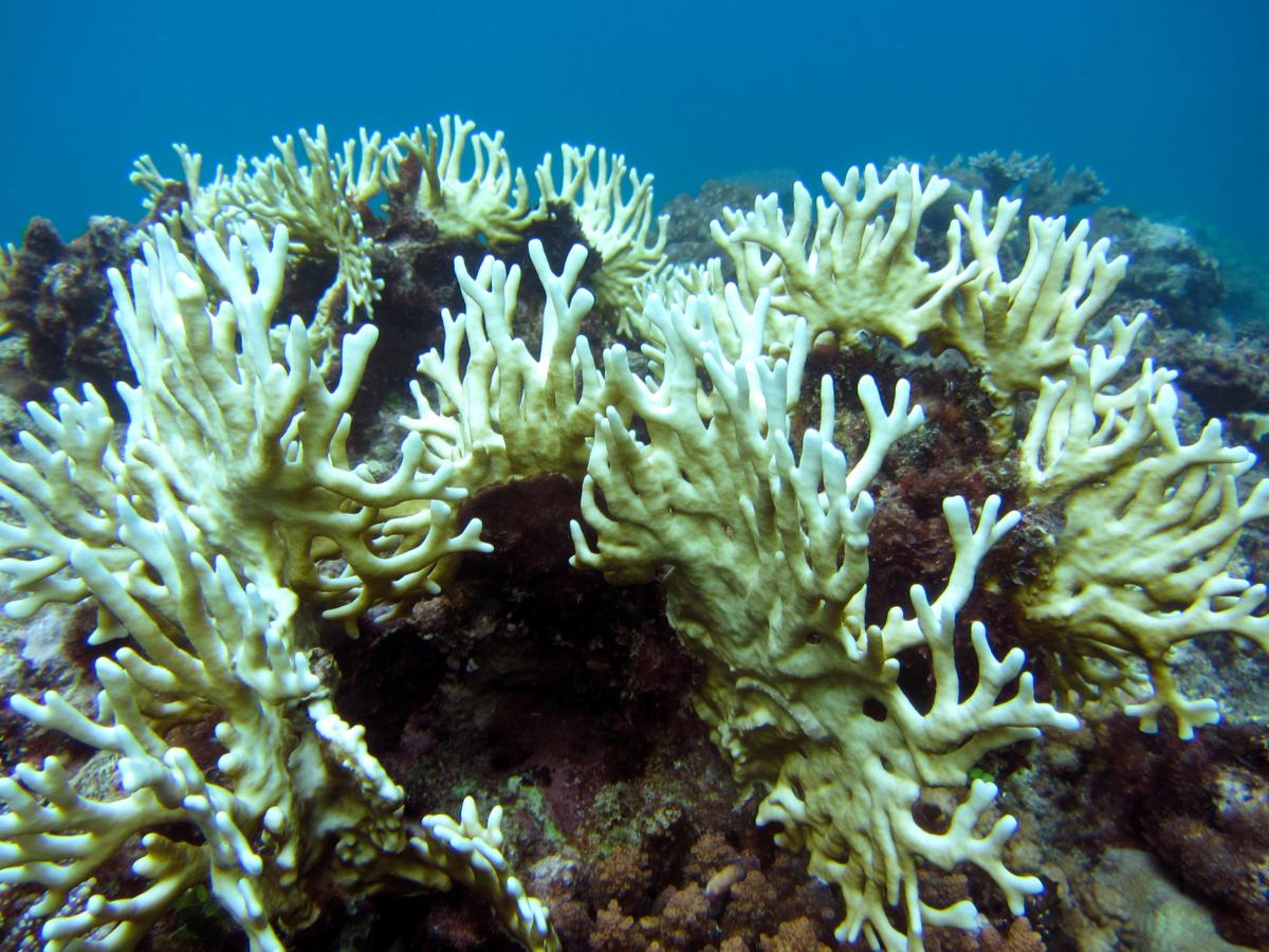 A Guam without coral reefs | Guam News | postguam.com