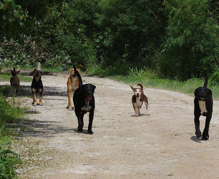 Guam down to 1 animal control officer | Guam News | postguam.com