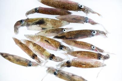 Warming Ocean and Booming Squid Create New Fishing Opportunities in the  Northwest, Research Finds