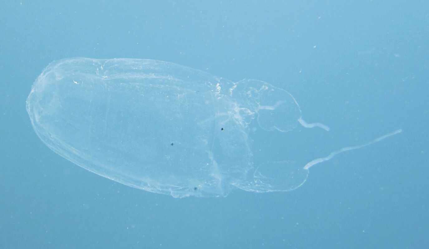 DOAG: Watch out for box jellyfish | Local News | postguam.com DOAG: Watch out for box jellyfish | Local News | postguam.com