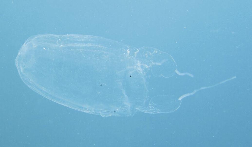 DOAG Watch out for box jellyfish Guam News
