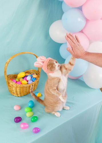 Crash, a one-eyed rescue cat, stars as Cadbury's next Easter 'bunny'
