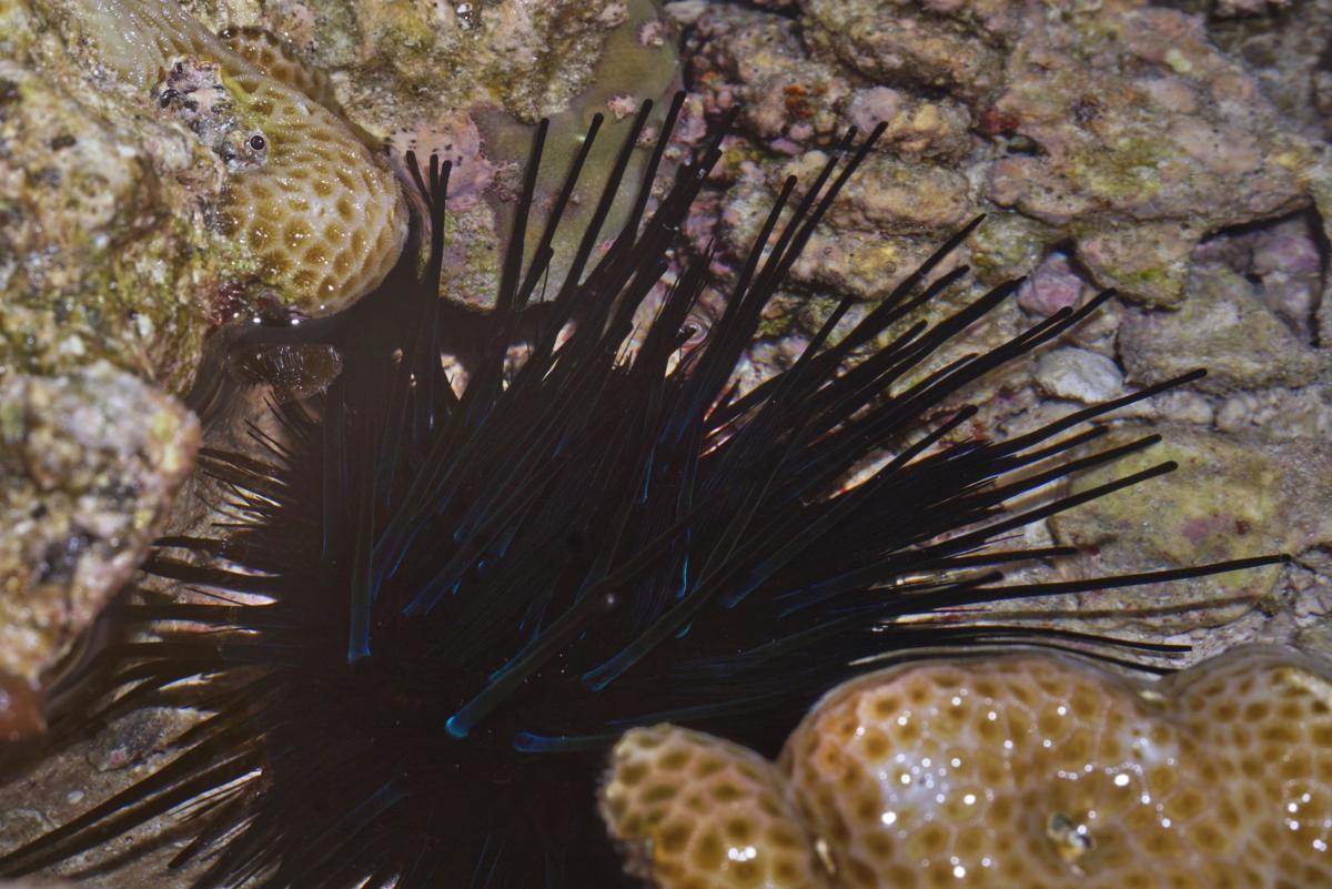 Treasures Of The Deep At Your Feet Spots On The Rock Postguam Com Treasures Of The Deep At Your Feet Spots On The Rock Postguam Com