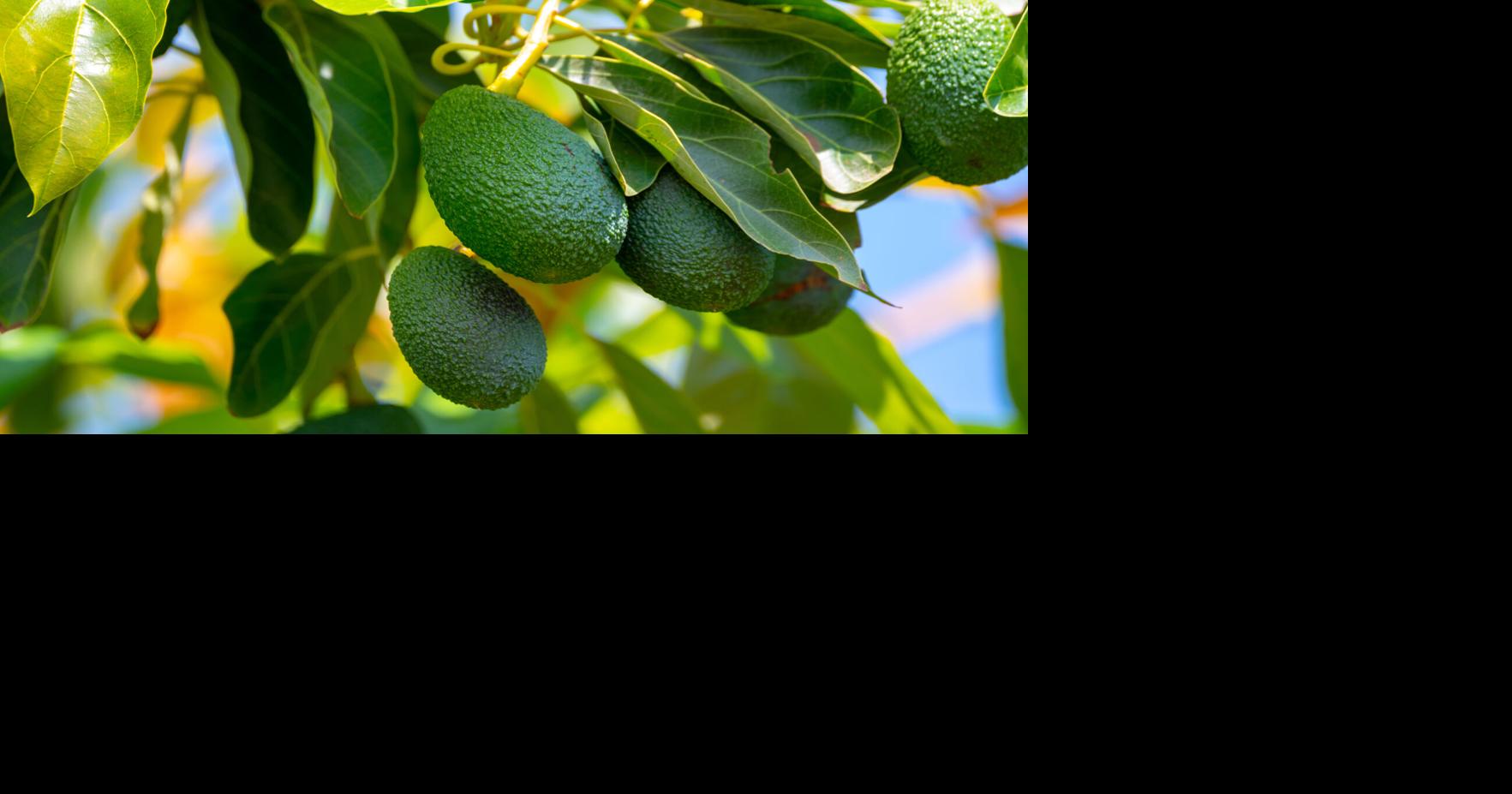 It’s avocado flowering season - what to do now for a good harvest later