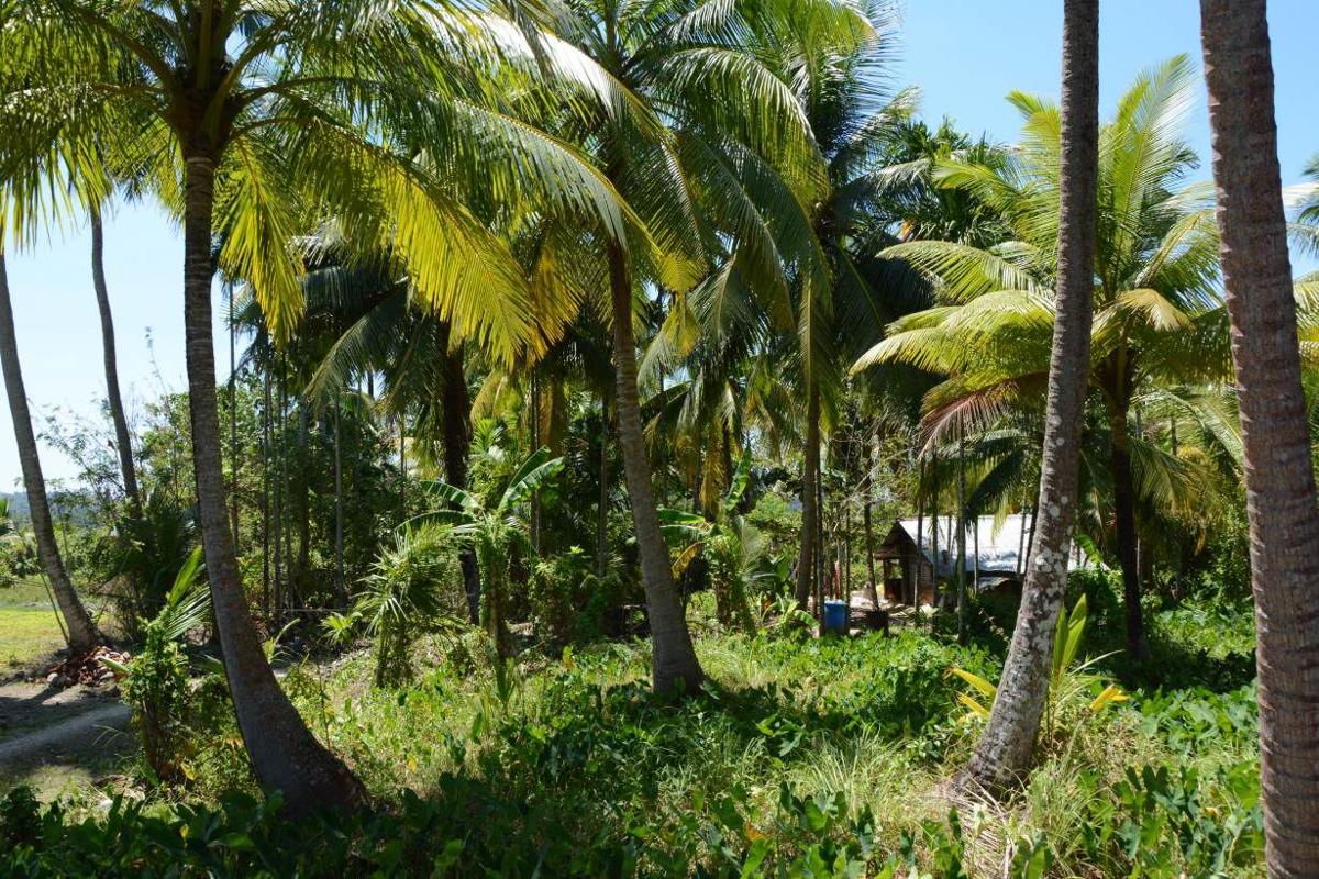 As Rain Grows Patchier Andaman And Nicobar Island Farmers Adapt Philippines Asia Postguam Com There are 5 ways to get from delhi to andaman and nicobar islands by plane, train, ferry or bus. as rain grows patchier andaman and