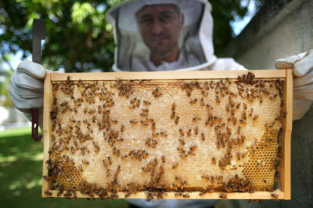 Guam’s sweetest secret: locally grown Hafa Adai Honey 1