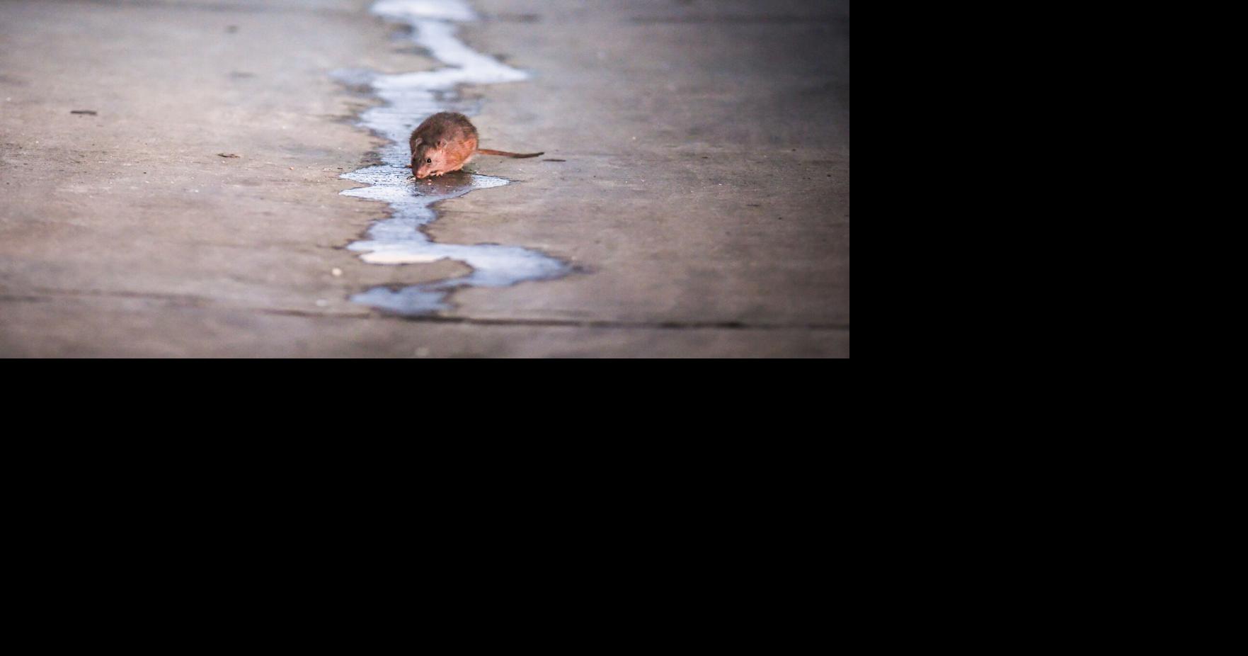 Rats have long gnawed at DC mayors, its likely next leader says she is on it