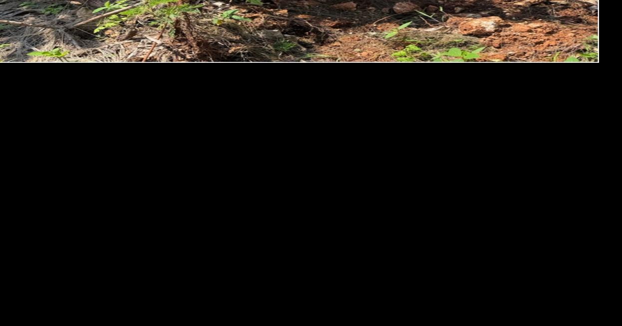 Plant disease, decline post-typhoon