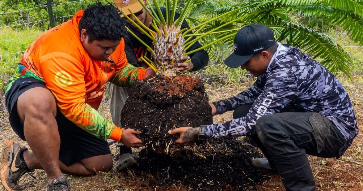 5-year labor of love: UOG plants endangered fadang to preserve ancient CHamoru traditions
