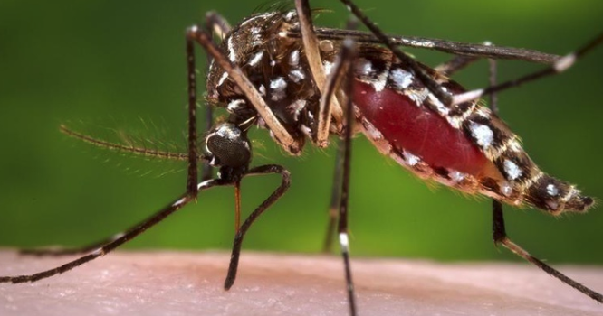 2nd case of dengue fever is confirmed