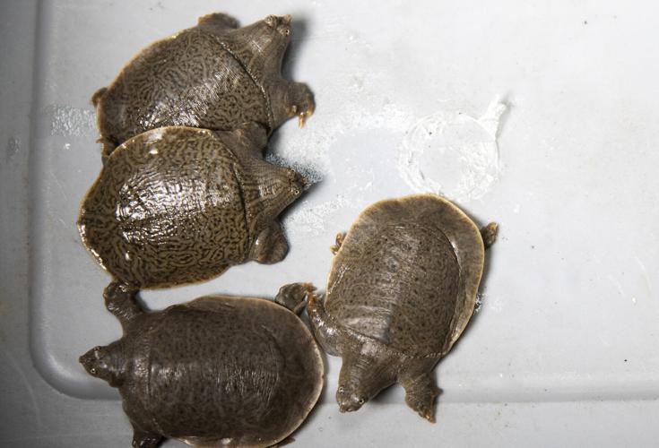 After long wait, San Diego Zoo welcomes 41 endangered turtle hatchlings