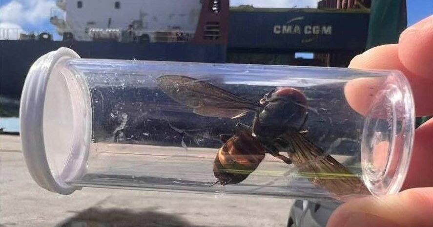 Research published on invasive hornet's impact on beekeeping