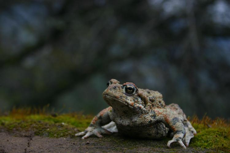Toads are the garden's heroes. Here's how to help them thrive